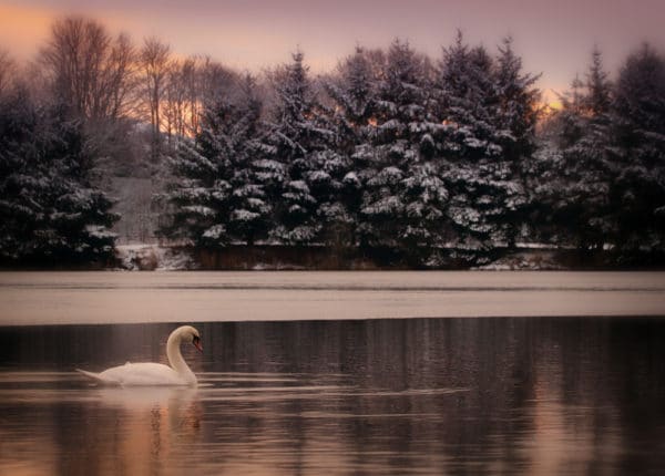 Swans a swimming, History of the swan ,Christmas Lingerie, Sexy Christmas Couple Ideas, Sexy Couple Celebration for Christmas, subMrs, husDOM, Yuletime, Yule, Twelvetide, Winter Solstice, Christmas, 12 Days of Christmas, Christmas Couple Celebration, 1st Day of Yuletime, Marriages Sexiest Secret, Married Dominance and submission, D|s-M, Spirituality in Dominance and submission