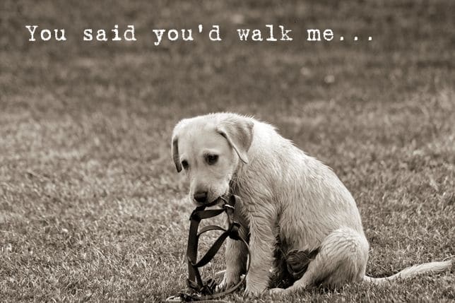 You said you'd walk me...